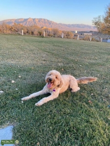 Looking for poodle or goldendoodle stud Listing Image