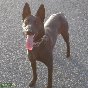 Maligator looking for stud Listing Image