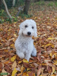 KC registered blue Bedlington bitch seeks stud for breeding Listing Image