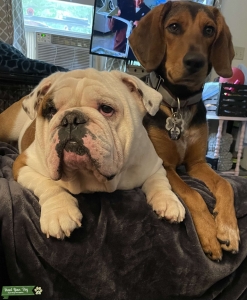 English bulldog stud Listing Image