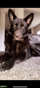 Liver Full Bred German Shepherd No Pedigree Listing Image