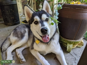 Pure bred Siberian Husky stud Listing Image