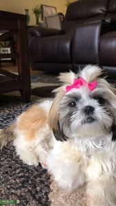 White Spotted Shih Tzu Listing Image