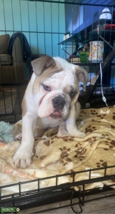 English Bulldog Stud Listing Image