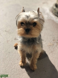 Our boy Mickey is looking for a GF :)  Listing Image
