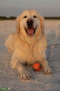 English cream golden retriever pedigreed Listing Image