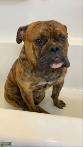 Brindle olde English bulldog stud looking for mate Listing Image