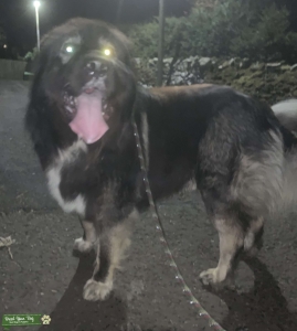 Caucasian shepherd stud pure breed Listing Image