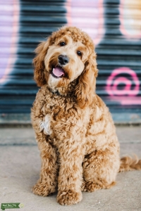 Sweet Male Cockapoo Listing Image