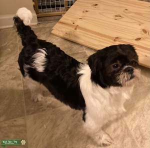 Classic Shih Tzu Stud Listing Image