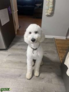 Cream poodle for stud only Listing Image