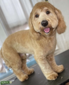 Gold Male Poodle Mix Searching to Mate Listing Image