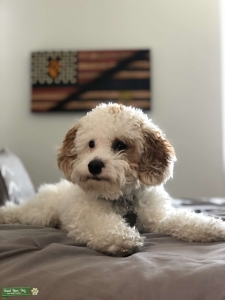 Mini Parti Poodle sire    Listing Image