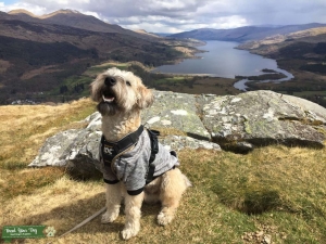 Soft coated wheaten terrier  Listing Image
