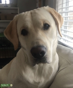 3 year old AKC Yellow Lab Listing Image