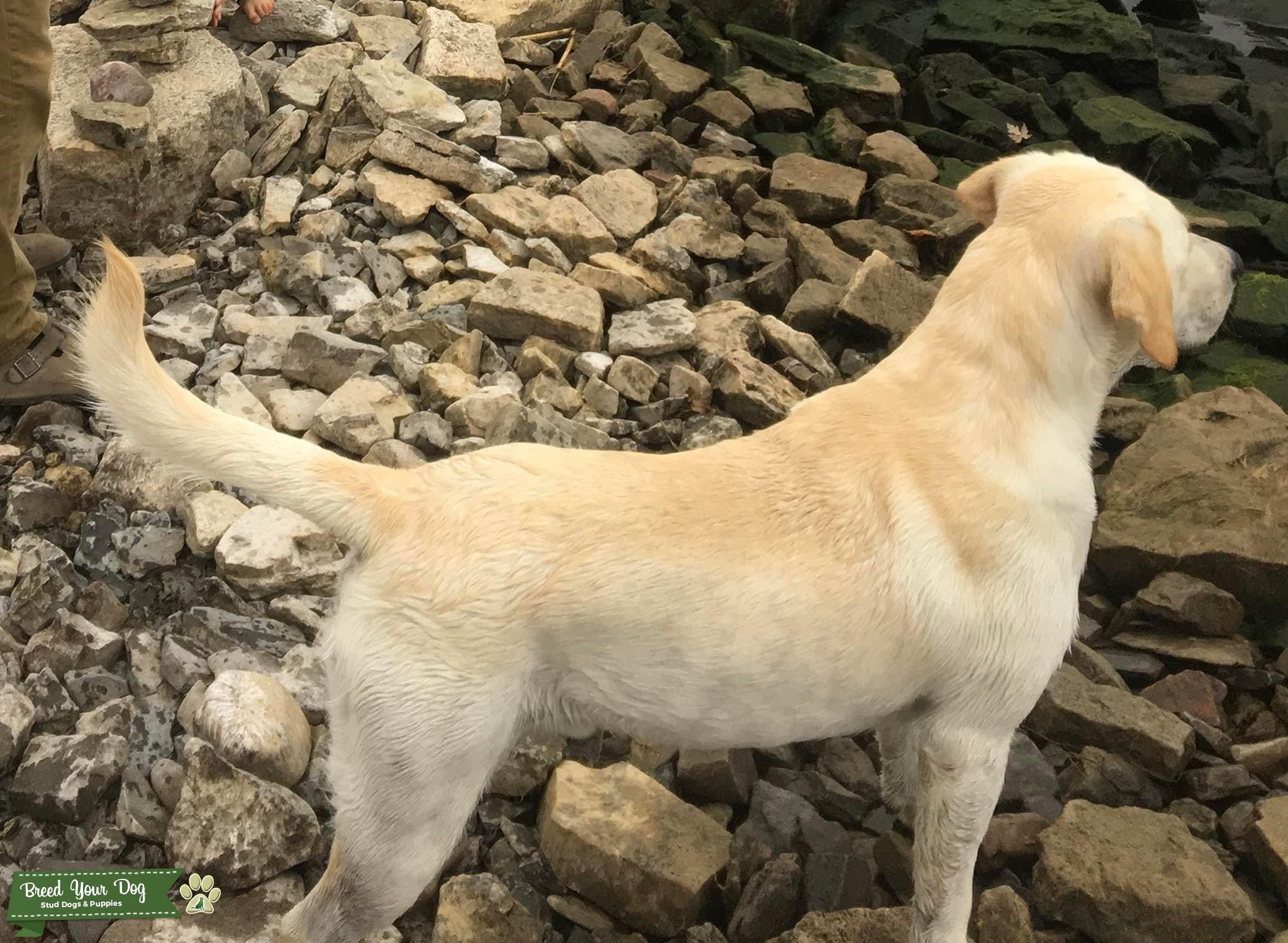 3 year old AKC Yellow Lab Stud Dog in Upstate NY, United States