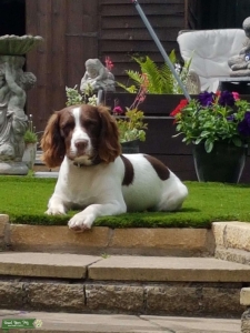 Liver and white English Springer Spaniel Listing Image