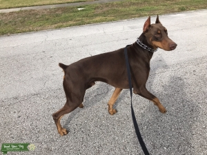 Doberman Stud Listing Image