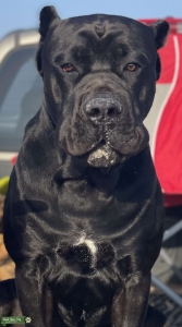 Proven, Athletic, intelligent head turner up for stud   Listing Image