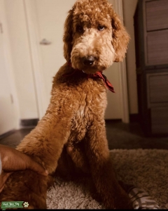 Apricot Standard Poodle  Listing Image