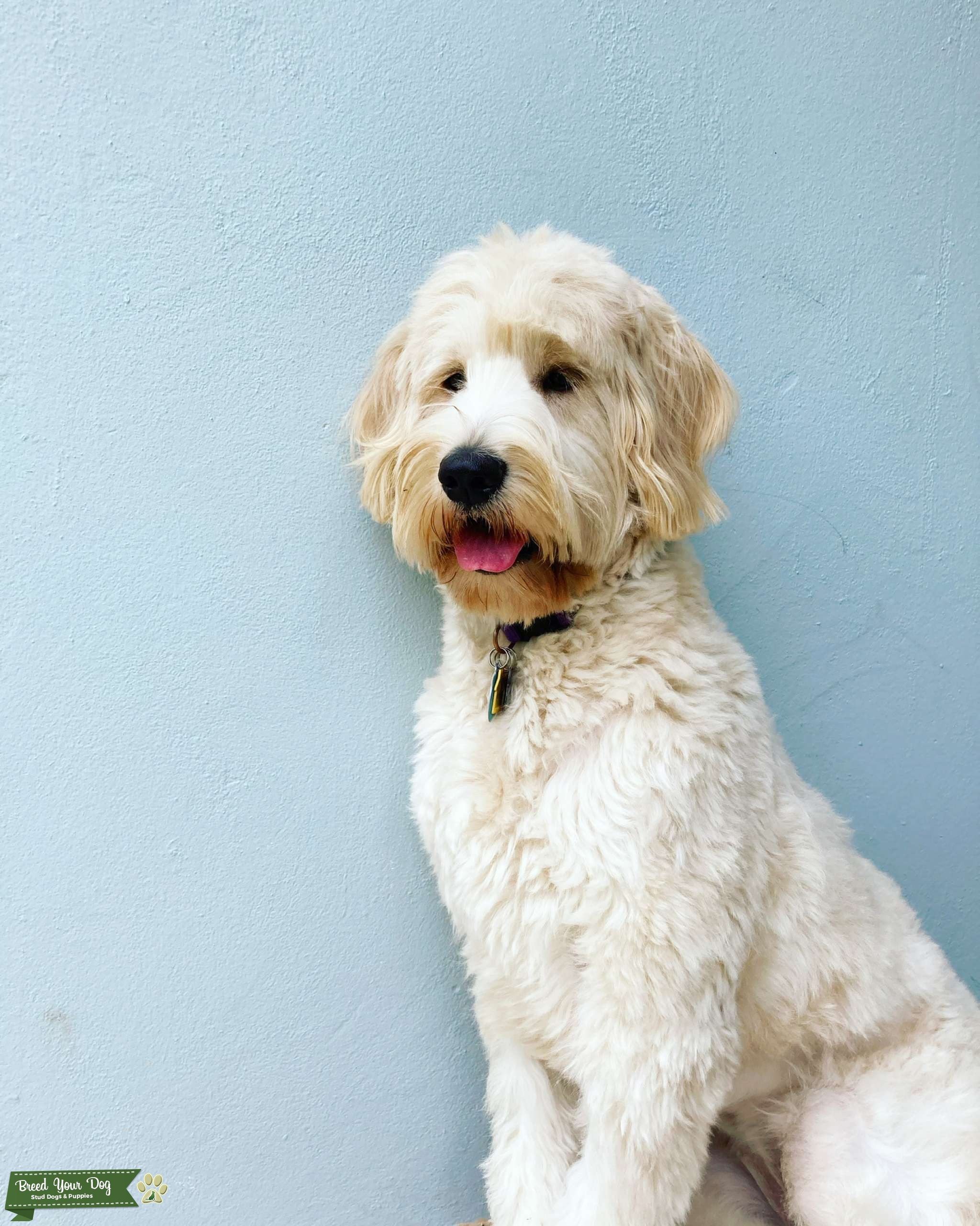 F2 Standard Goldendoodle Stud Dog in Miami, the United States Breed
