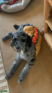 Blue merle standard poodle Listing Image