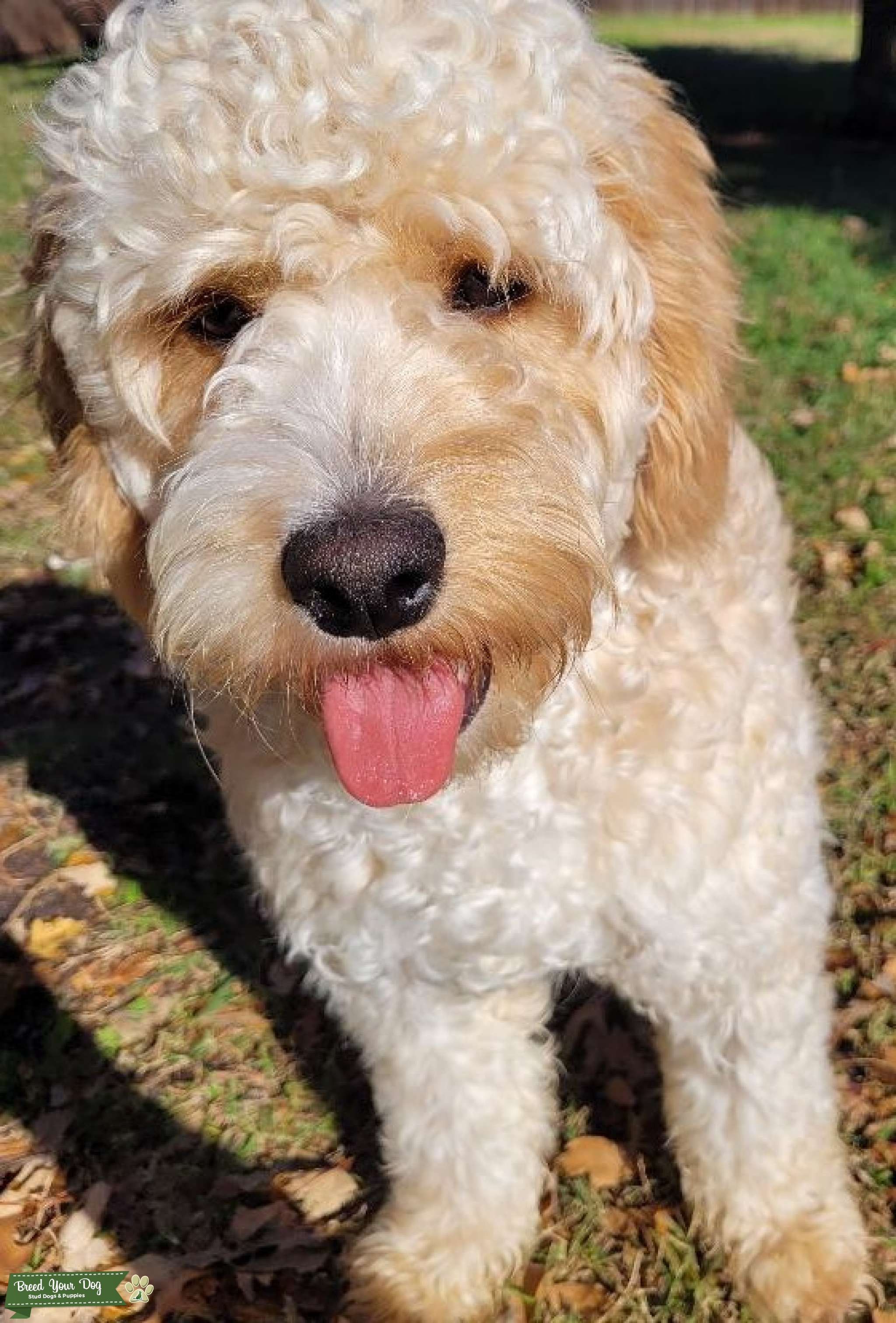 Doodle The Golden Cavapoochon Stud Stud Dog in Dallas, Texas, United