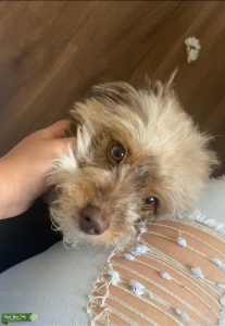 Pomsky Mini Poodle Mix Listing Image