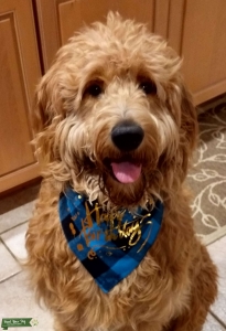 Standard Sized F1 Goldendoodle Stud Listing Image