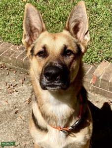 German shepherd Stud Listing Image
