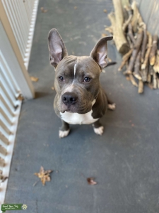 Looking to Breed Listing Image