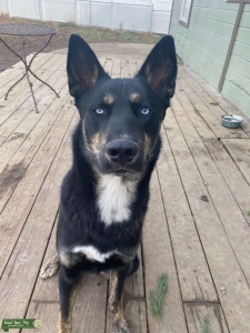 Gerberian Shepsky Stud Listing Image