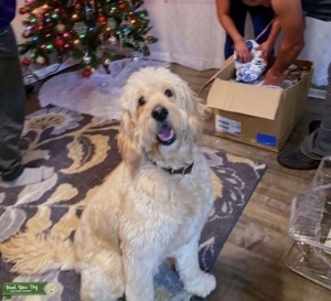 Miniature Goldendoodle  Listing Image
