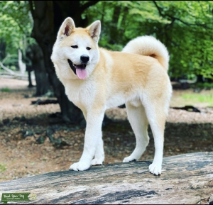 Japanese Akita stud Listing Image