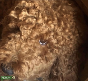 STUD RED STANDARD POODLE Listing Image