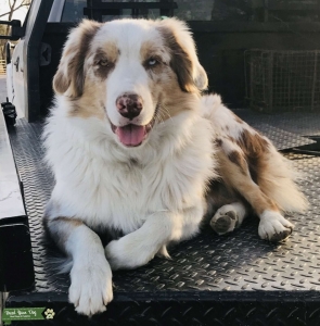 Australian Shepherd STUD Listing Image