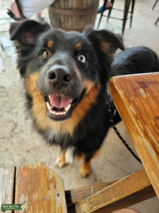 Australian Shepherd Stud Listing Image