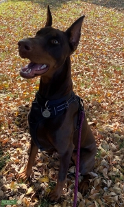 Looking For a Doberman Stub  Listing Image