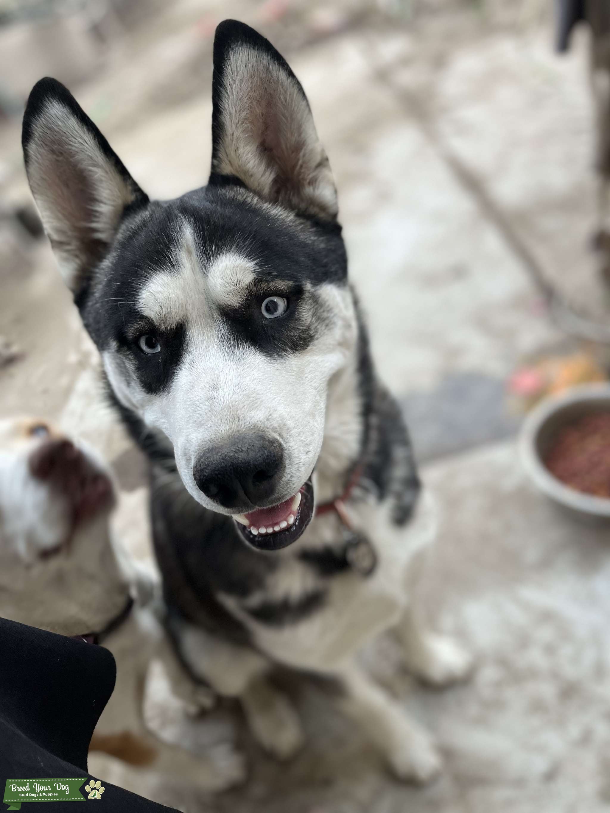 Stud for hire Stud Dog San Bernardino County Breed Your Dog