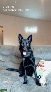 Black German Shepherd Dog Listing Image
