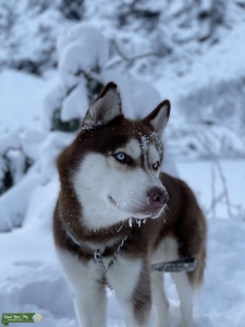 Purebred Brown/white Husky Stud Listing Image