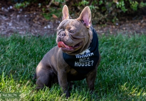 Blue French Bulldog Stud Listing Image
