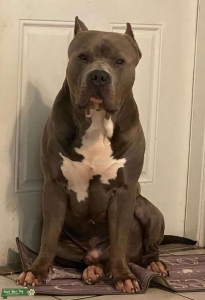 American Bully XL Listing Image
