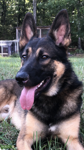 Young German Shepherd Stud for Hire Listing Image