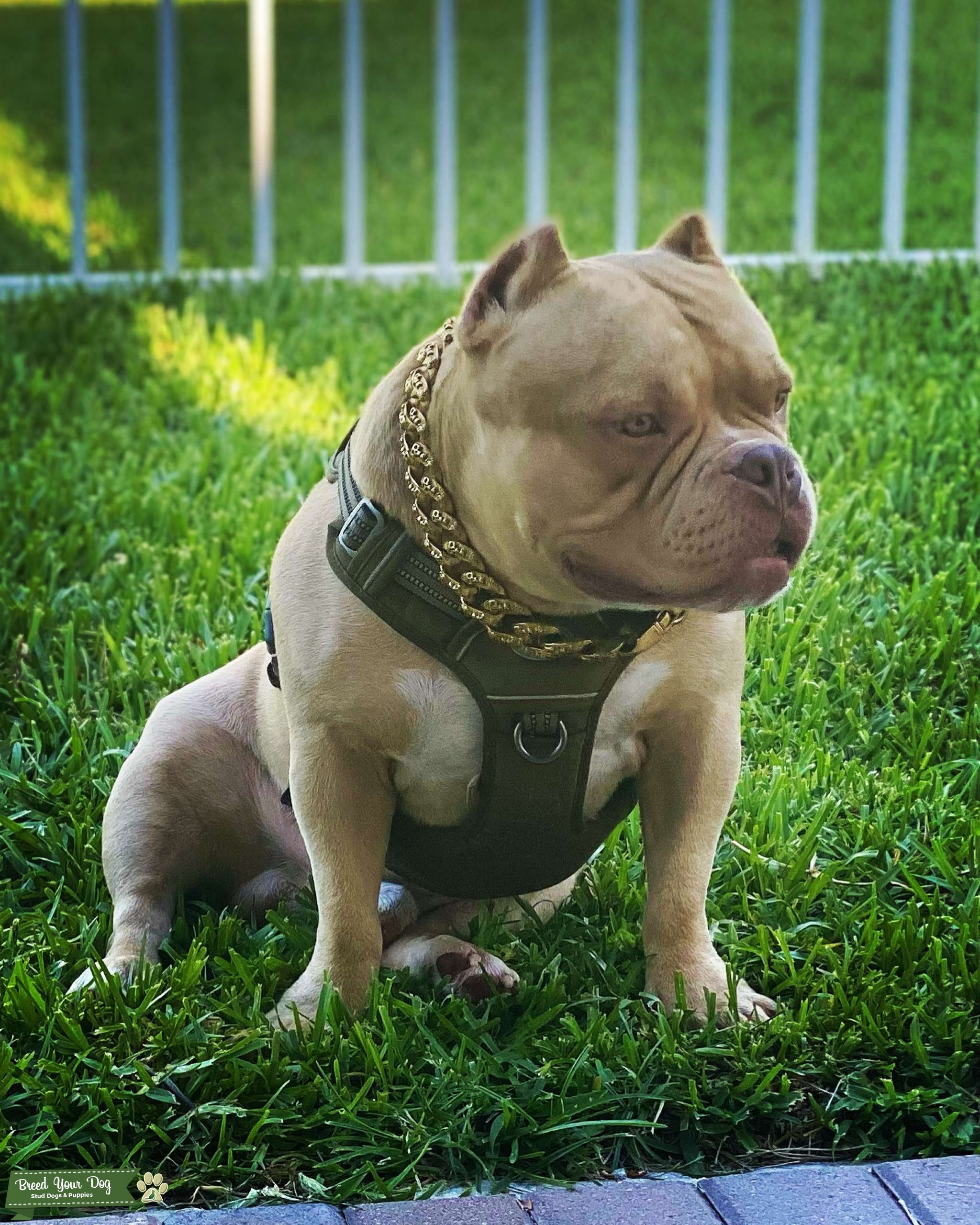 Pocket Bully Stud Stud Dog in Florida, the United States Breed Your Dog