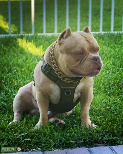Pocket Bully Stud Listing Image