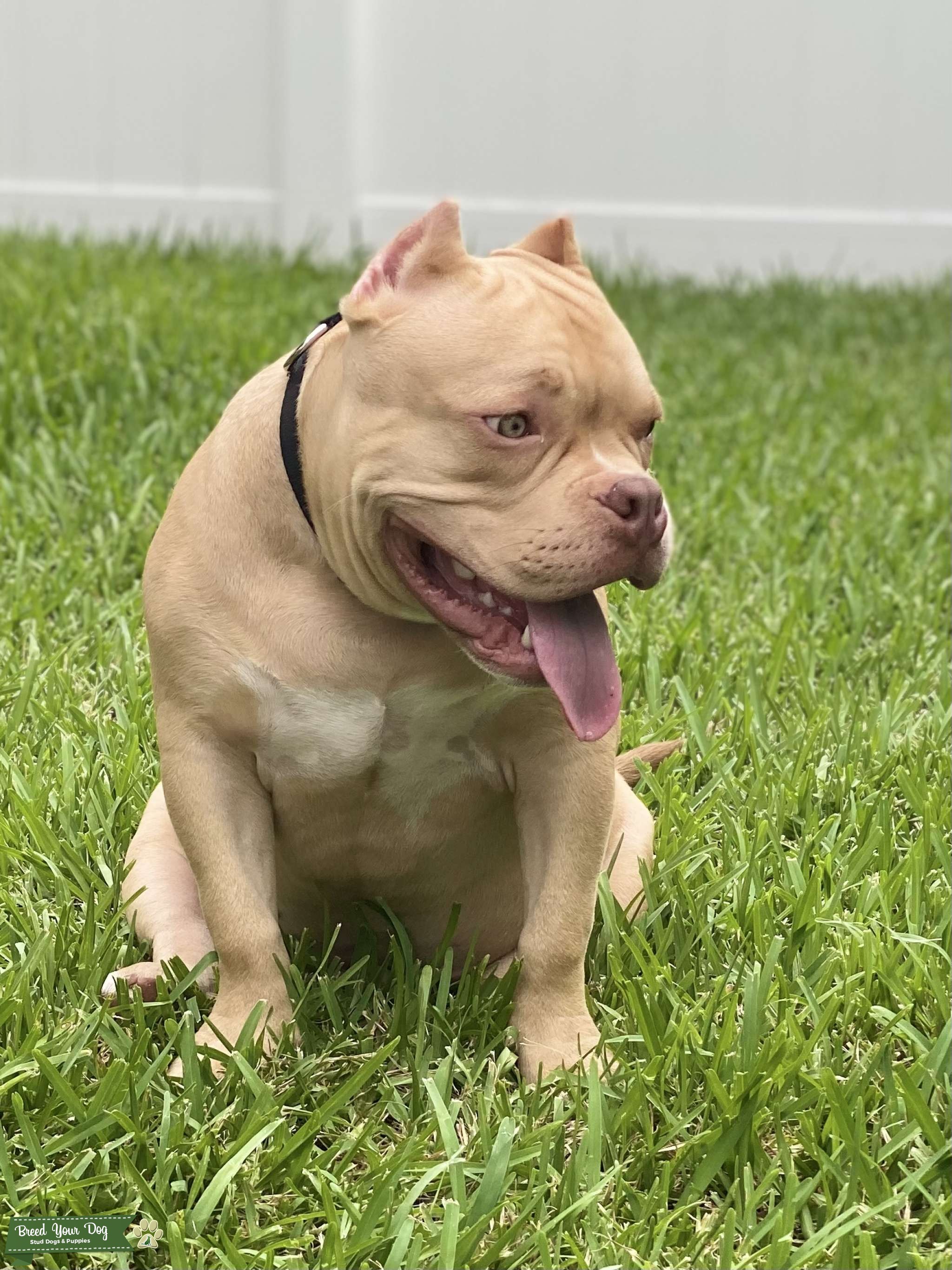 Pocket Bully Stud Stud Dog in Florida, the United States Breed Your Dog