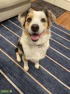 Blue Merle Australian Shepard  Listing Image