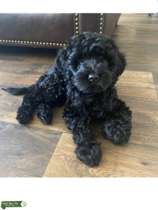 Multigenerational Labradoodle Looking for a male stud Listing Image