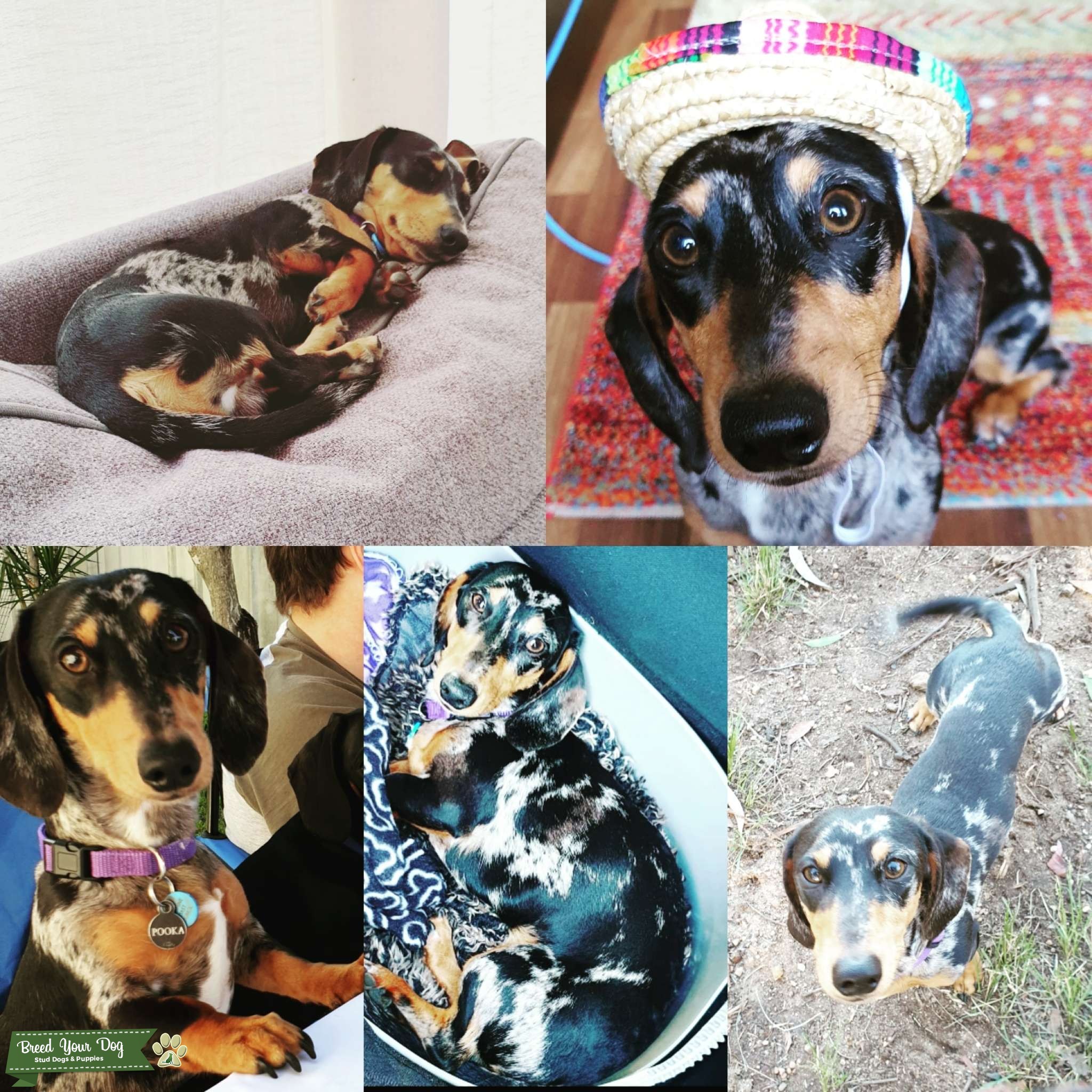 Miniture Dachshund Silver Dapple Stud Dog Only Stud Dog in QLD